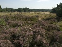 NL, Limburg, Weert, Weerter en Budeler Bergen 20, Saxifraga-Jan van der Straaten